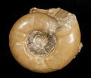 Uraloceras Ammonite From Kazakhstan - Permian #5030-1